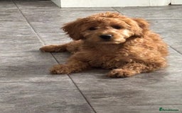 Mixed Breed dogs for sale: 2 girls left ready for walkies - Image 35