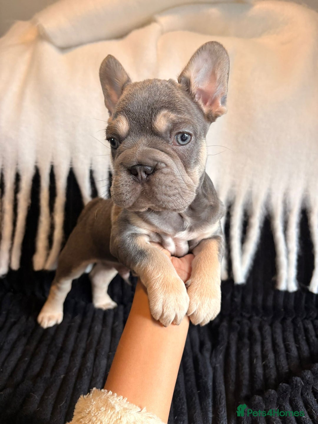 French Bulldog dogs for sale: 5 French bulldog puppies. Pied fluffy - Advert 10