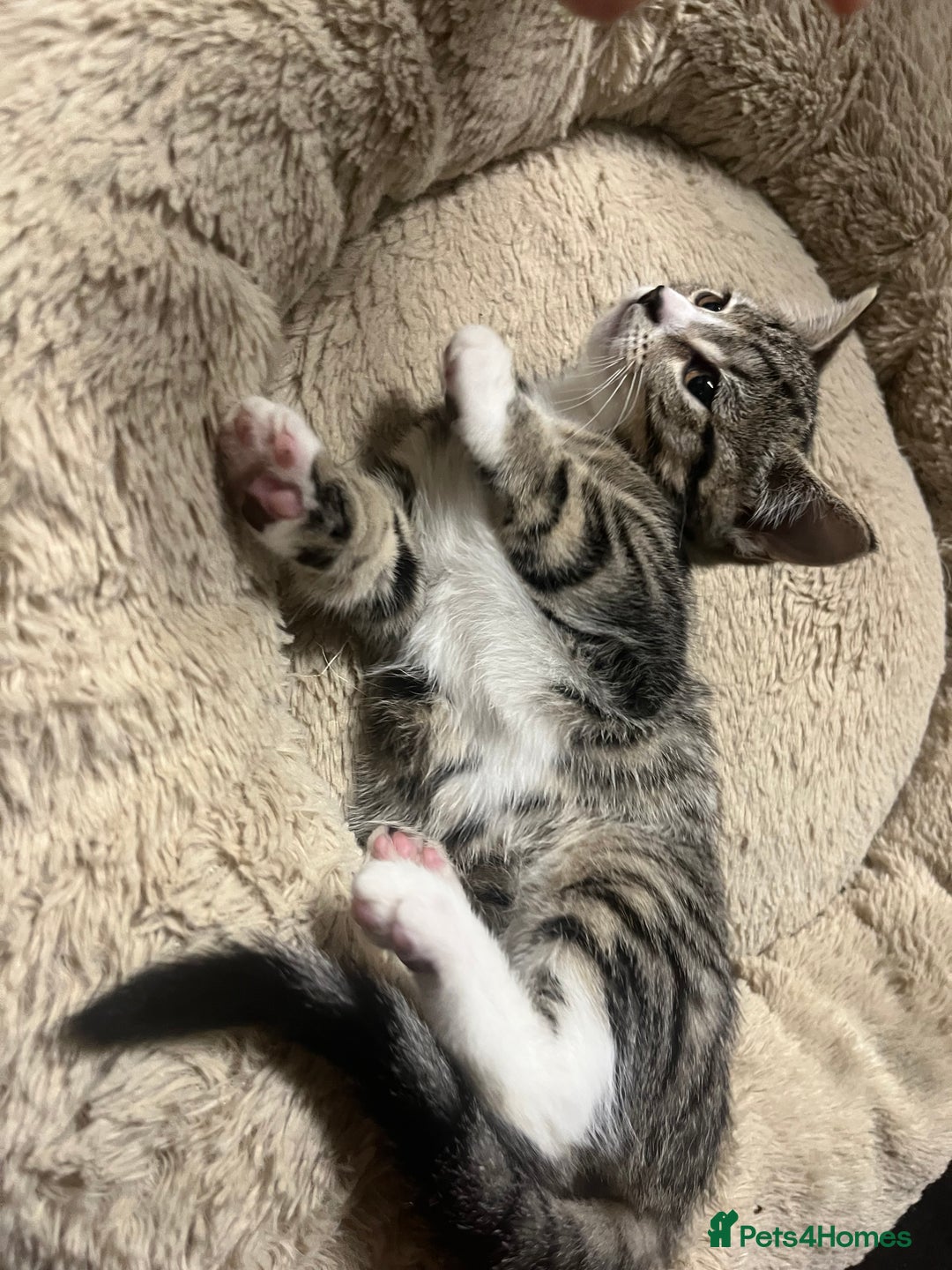 Mixed Breed cats for sale: 🐾 Beautiful Green eyed Grey tabby Kittens  - Advert 5