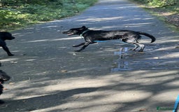 Borador dogs for sale: Beautiful Labrador/collie pup - Image 2