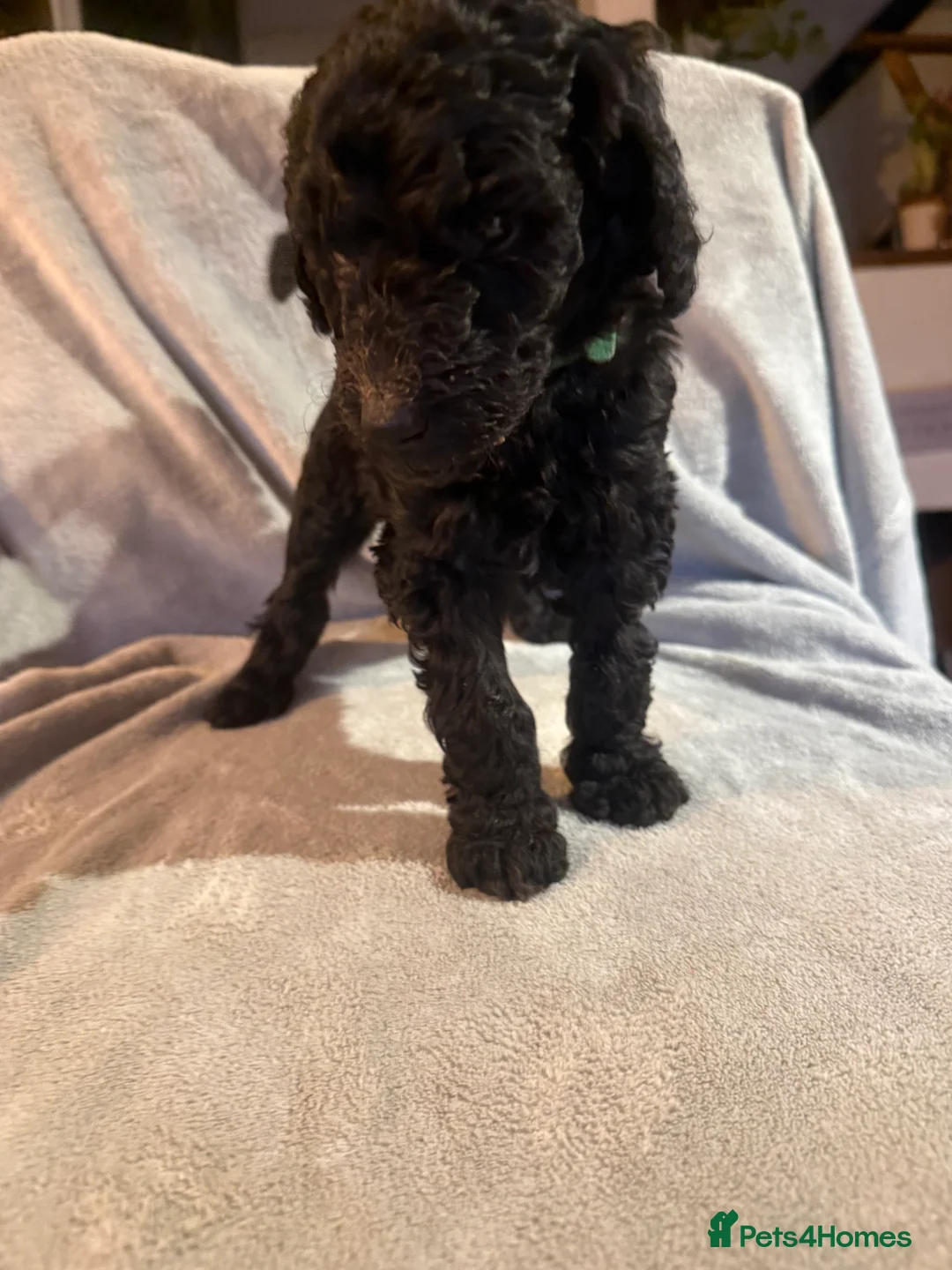 Standard Poodle dogs for sale: Standard poodle puppies  - Advert 10