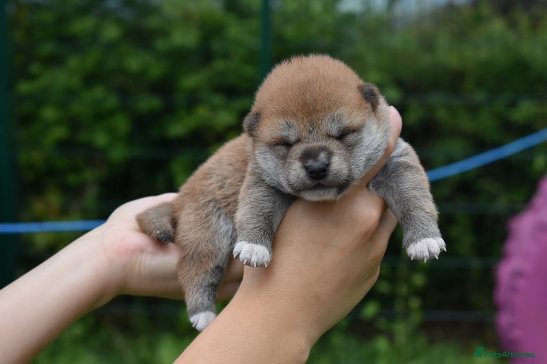 Japanese Shiba Inu dogs for sale: Beautiful Japanese Shiba Inu Puppies - Image 28