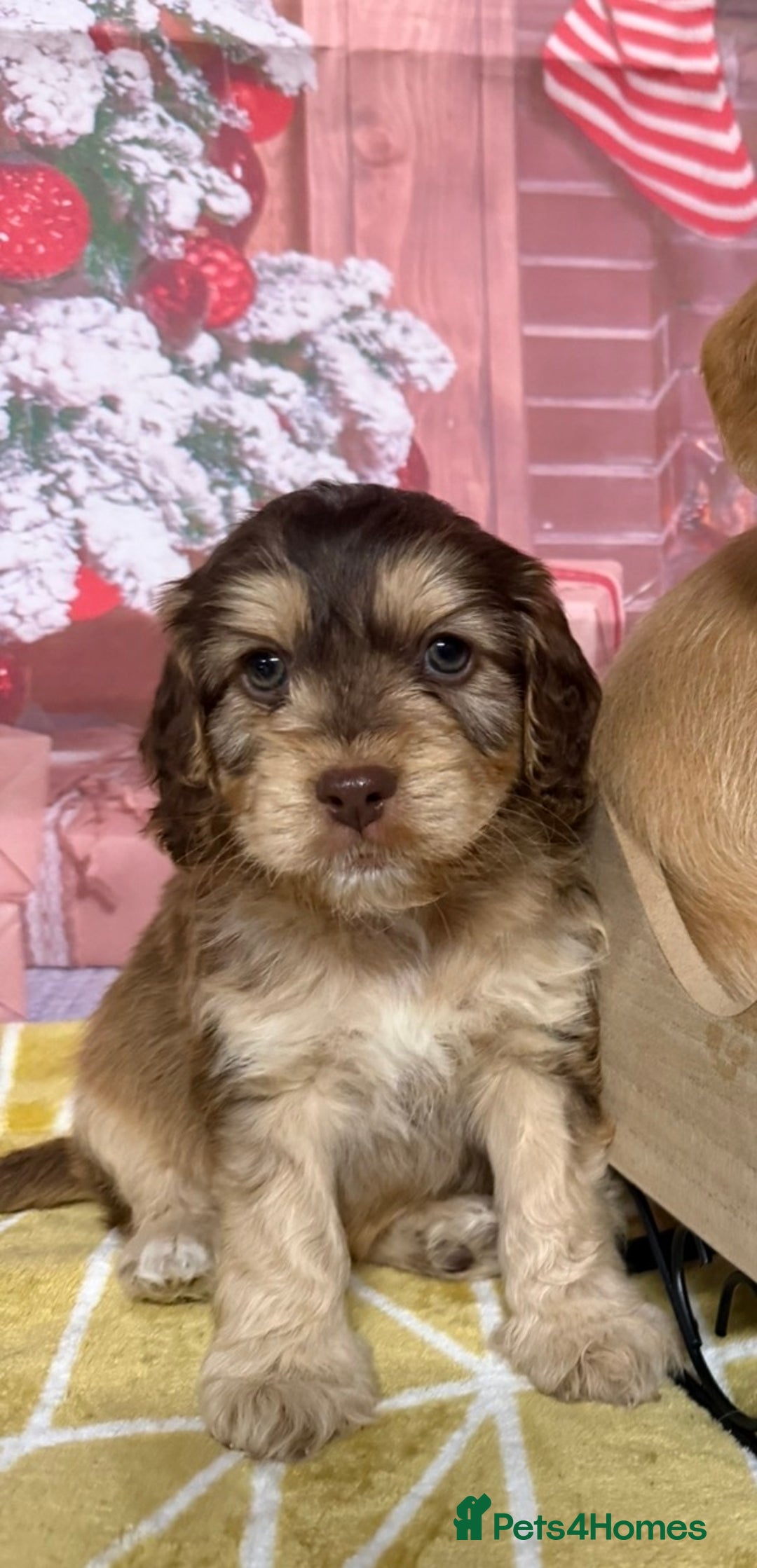 Labradoodle dogs for sale: Unique Stunning miniature doodles - Advert 35