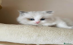 Ragdoll cats for sale: Beautiful Ragdoll Kittens - Image 10