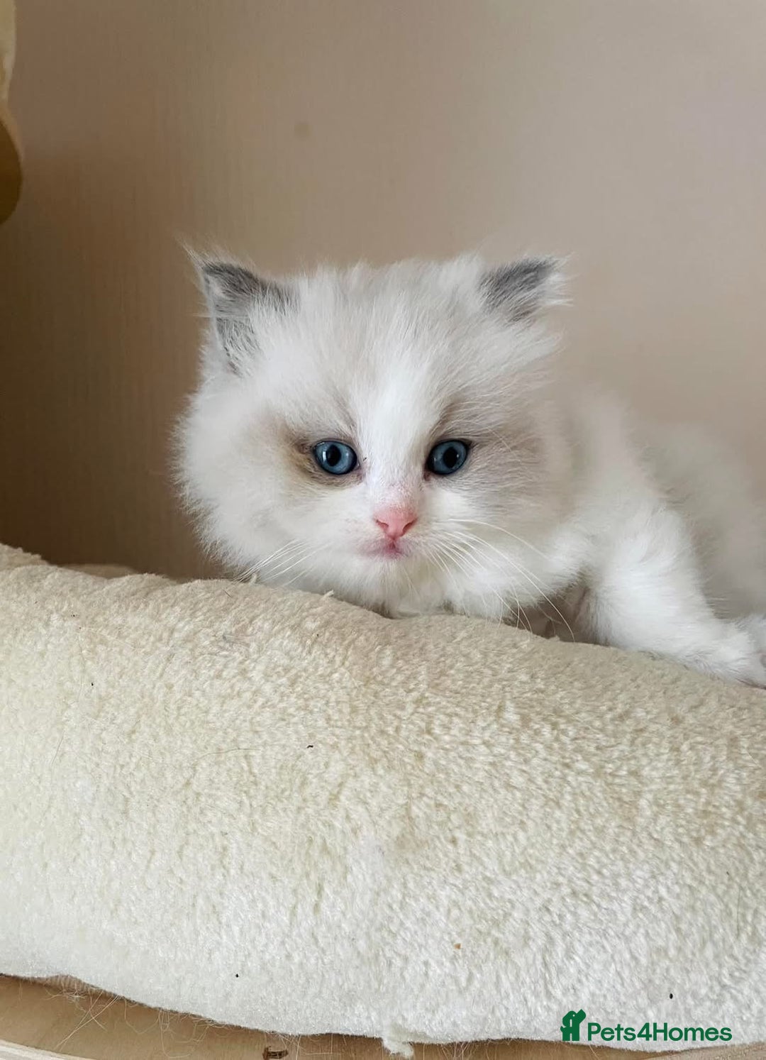 Ragdoll cats for sale: Beautiful Ragdoll Kittens - Image 10