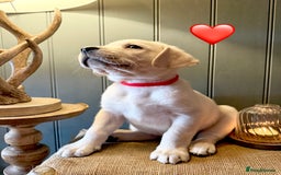Labrador Retriever dogs for sale: LABS OUTSTANDING HEALTH STATUS- 283 DNA - Image 10