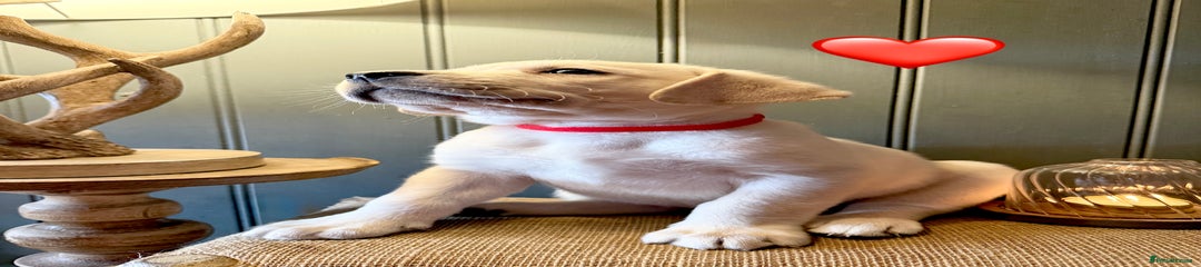 Labrador Retriever Puppy 2
