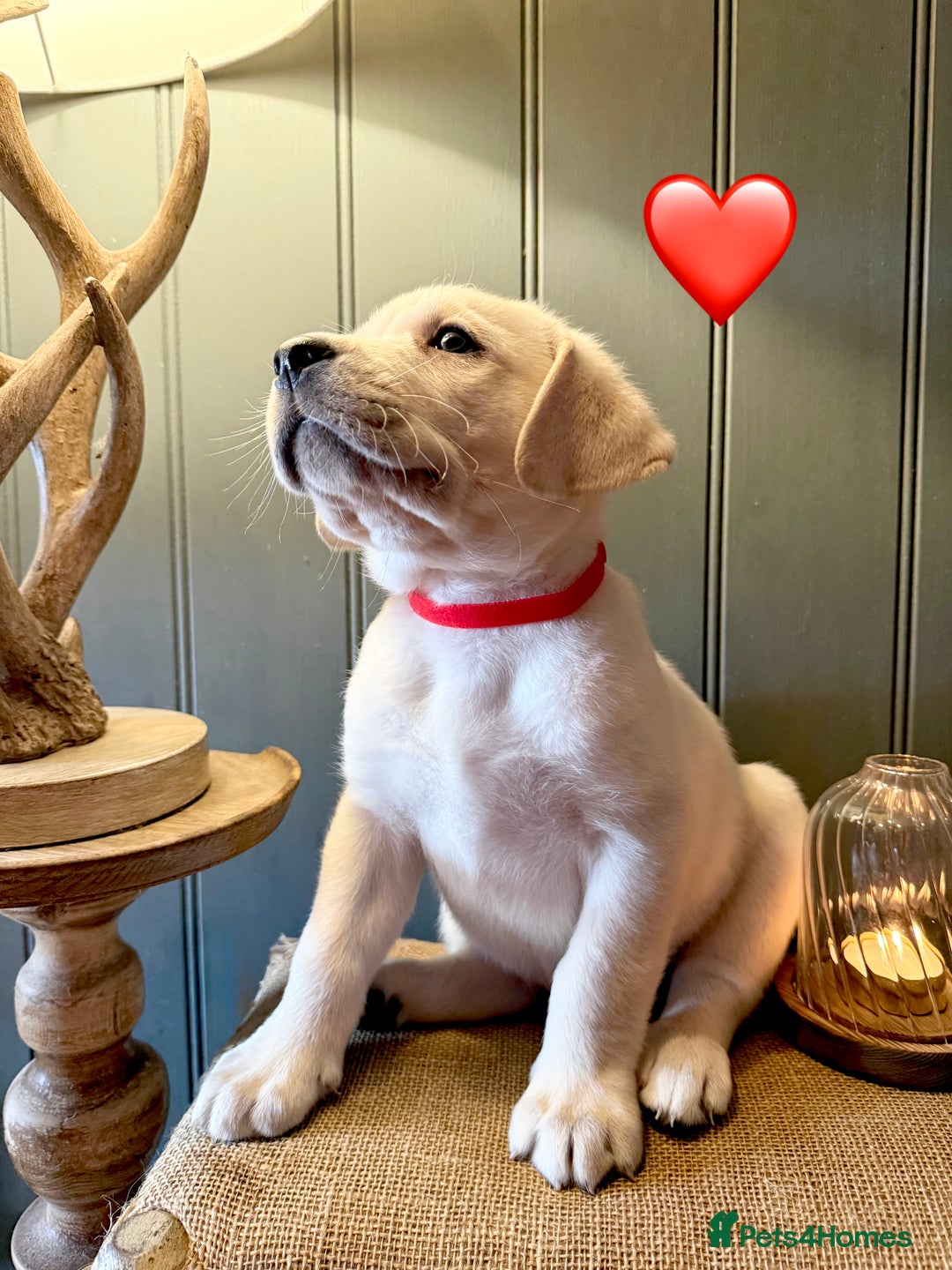 Labrador Retriever dogs for sale: LABS OUTSTANDING HEALTH STATUS- 283 DNA - Image 10