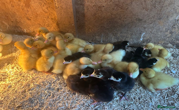 Ducks poultry - Advert 1