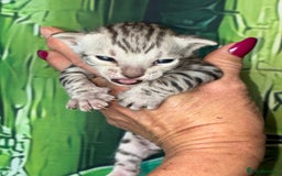 Bengal cats for sale: Beechwood Bengals  stunning SILVER kittens - Image 8
