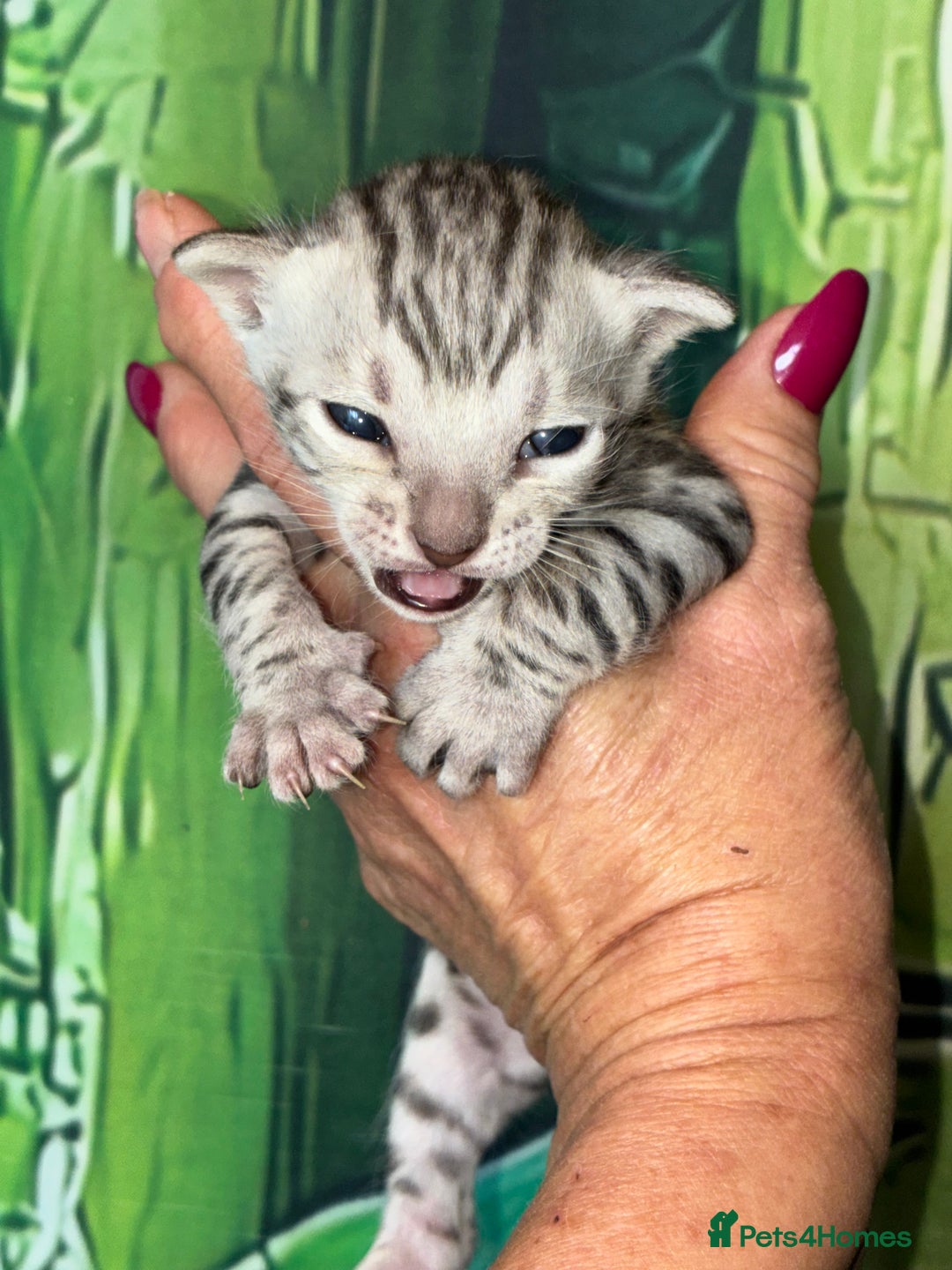 Bengal cats for sale: Beechwood Bengals  stunning SILVER kittens - Image 8