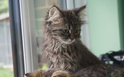 Persian cats for sale: ADORABLE RUSSIAN BLUE X PERSIAN KITTENS - Image 9