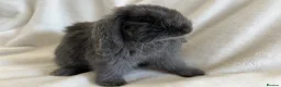 Mini Lop rabbits for sale: Mini Lops Ready Now  - Advert 4