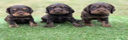 Cocker Spaniel dogs for sale: ⭐️stunning show type cocker spaniel puppies⭐️ - Advert 4
