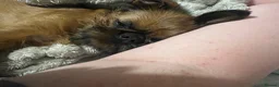 Griffon Bruxellois dogs for sale:     Brussels Griffon Puppy Looking for Loving Home - Advert 3