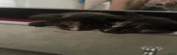 Mixed Breed cats for sale: 3 kittens  - Advert 1