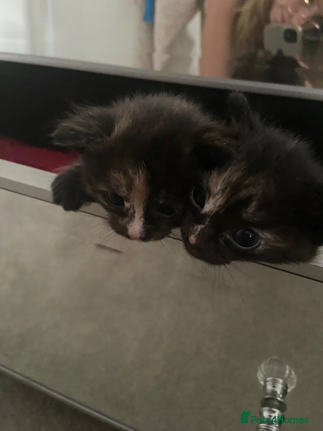 Mixed Breed cats for sale: 3 kittens  - Advert 1