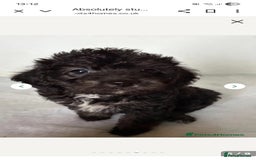 Jackapoo dogs for sale: Jackapoo Puppy  - Image 4