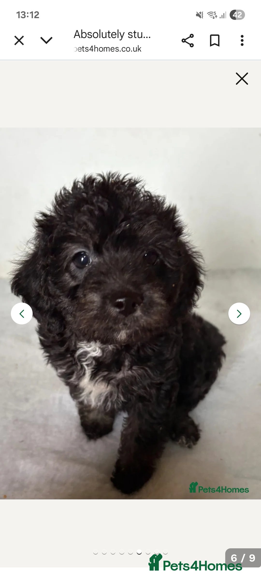 Jackapoo dogs for sale: Jackapoo Puppy  - Image 4