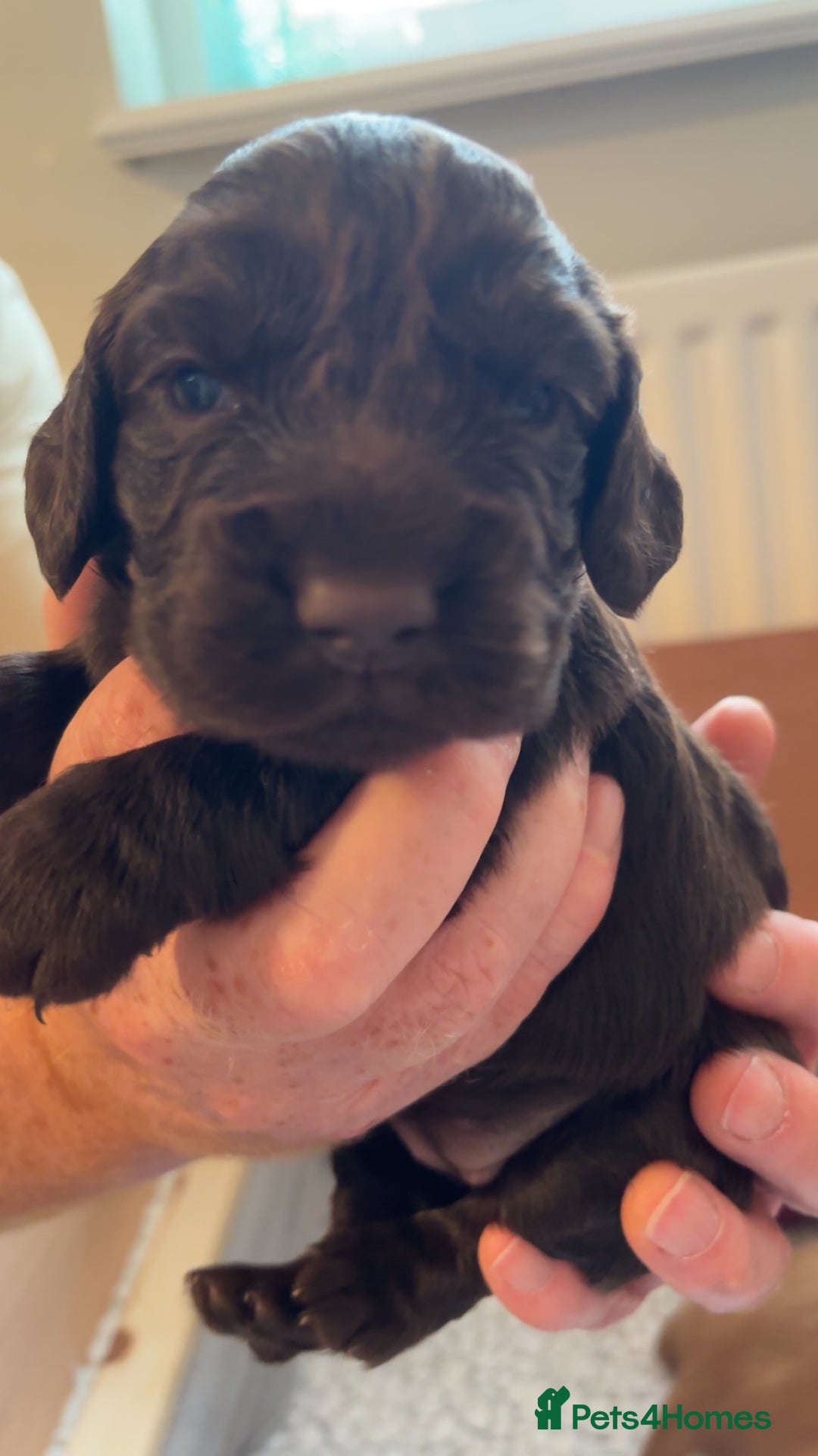 Cocker Spaniel dogs for sale: KC Registered Working Cocker Spaniel Puppies - Image 8