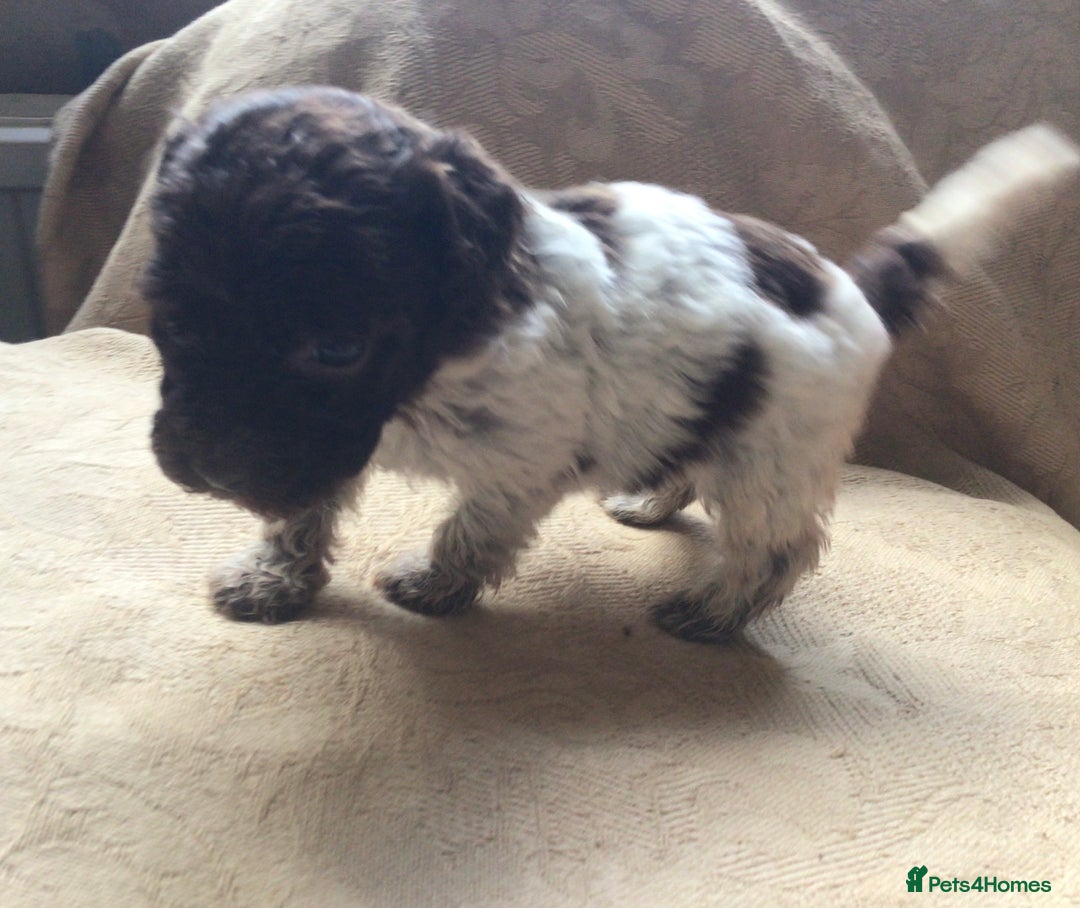 Lagotto Romagnolo dogs for sale: Pedigree Kennel Club Registered Lagotto Romagnolo - Image 15