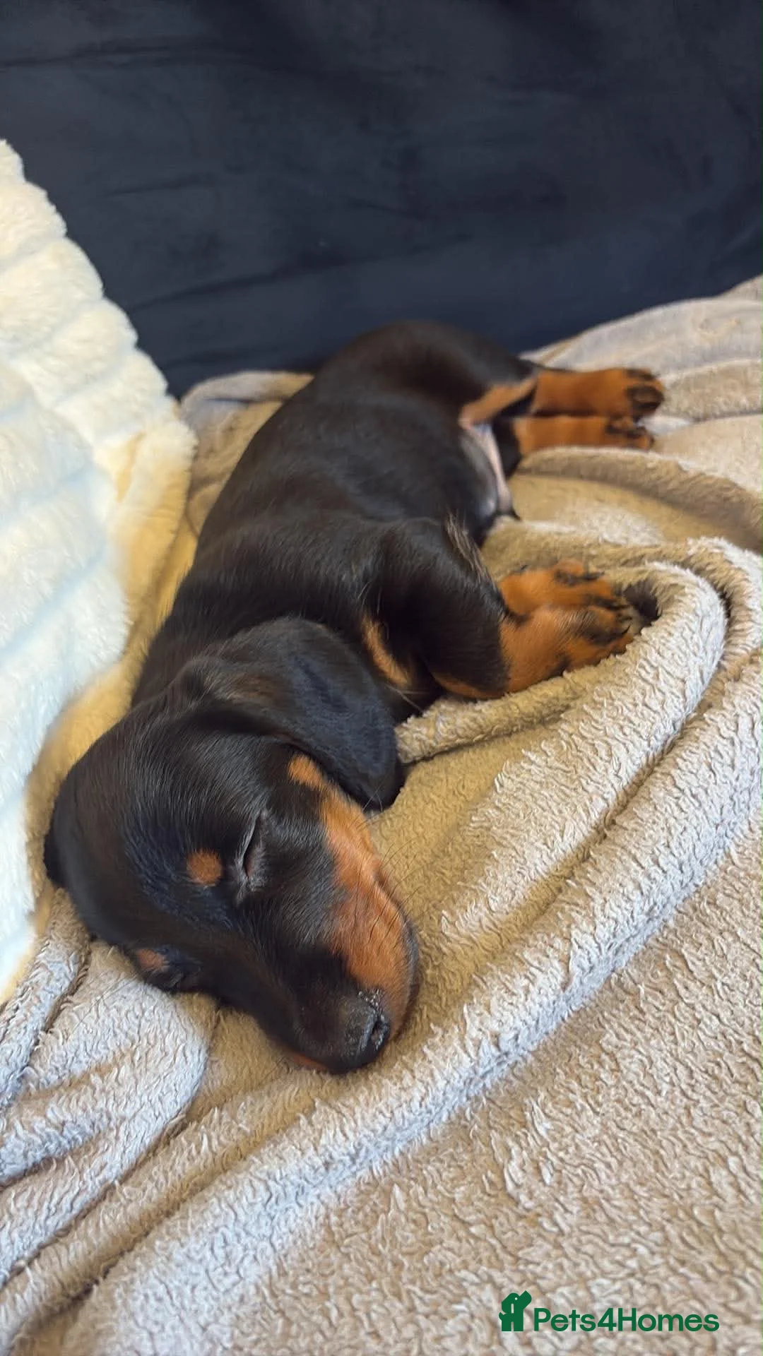 Miniature Dachshund dogs for sale: Male miniature dash hound  - Advert 8