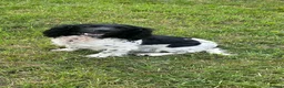 English Springer Spaniel dogs for sale: KC registered English Springer Spaniels - Advert 5