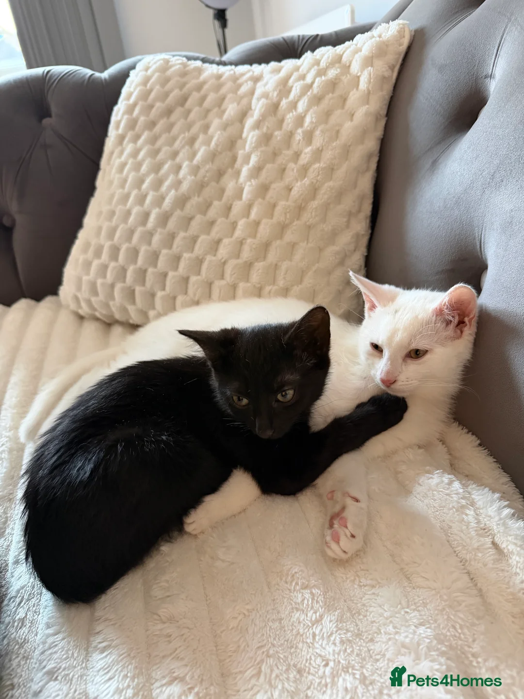 Mixed Breed cats for sale: 9 weeks old kittens  - Advert 1