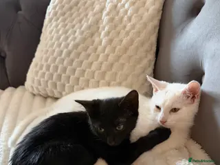 Mixed Breed cats 9 weeks old kittens - Advert 2