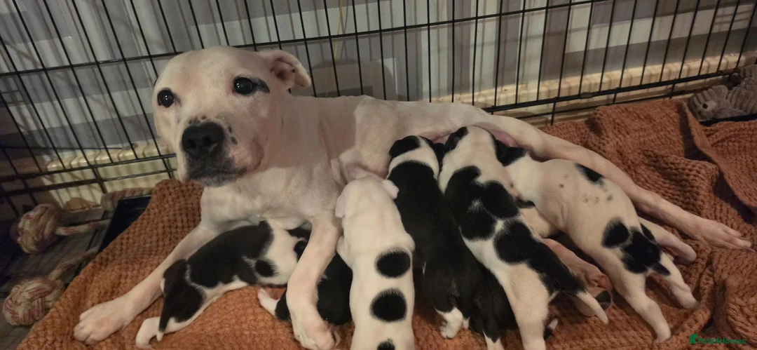 Mixed Breed dogs for sale: Beautiful puppies 🐶  - Advert 2