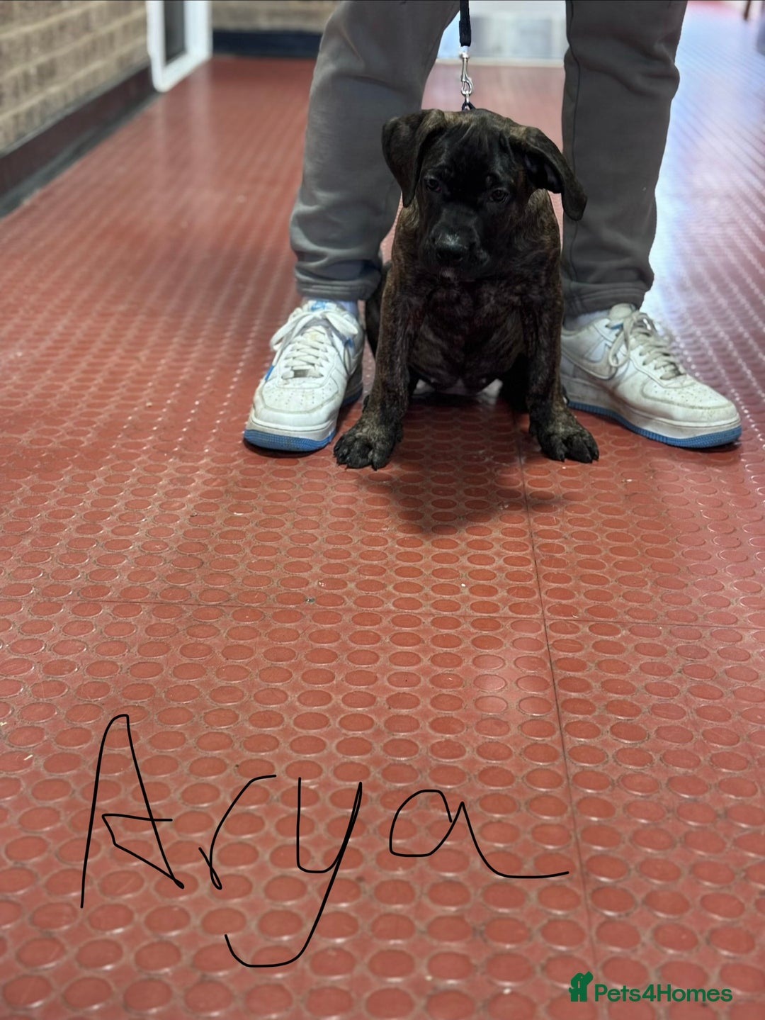 Presa Canario dogs for sale: Presa Canario Puppies  - Advert 12