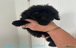 Cockapoo dogs for sale: F1 cockapoo puppies *Ready to Leave* - Image 3