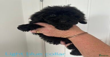 Cockapoo dogs - Advert 5