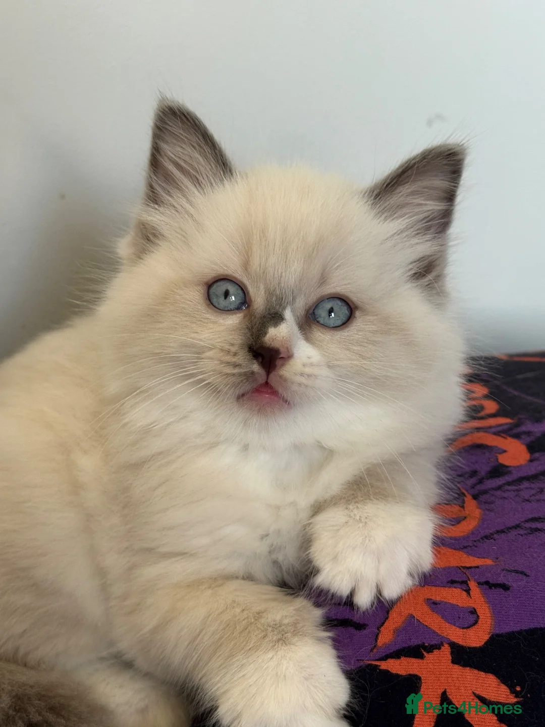 Ragdoll cats for sale: 4 Pure Ragdoll Kittens  - Advert 2