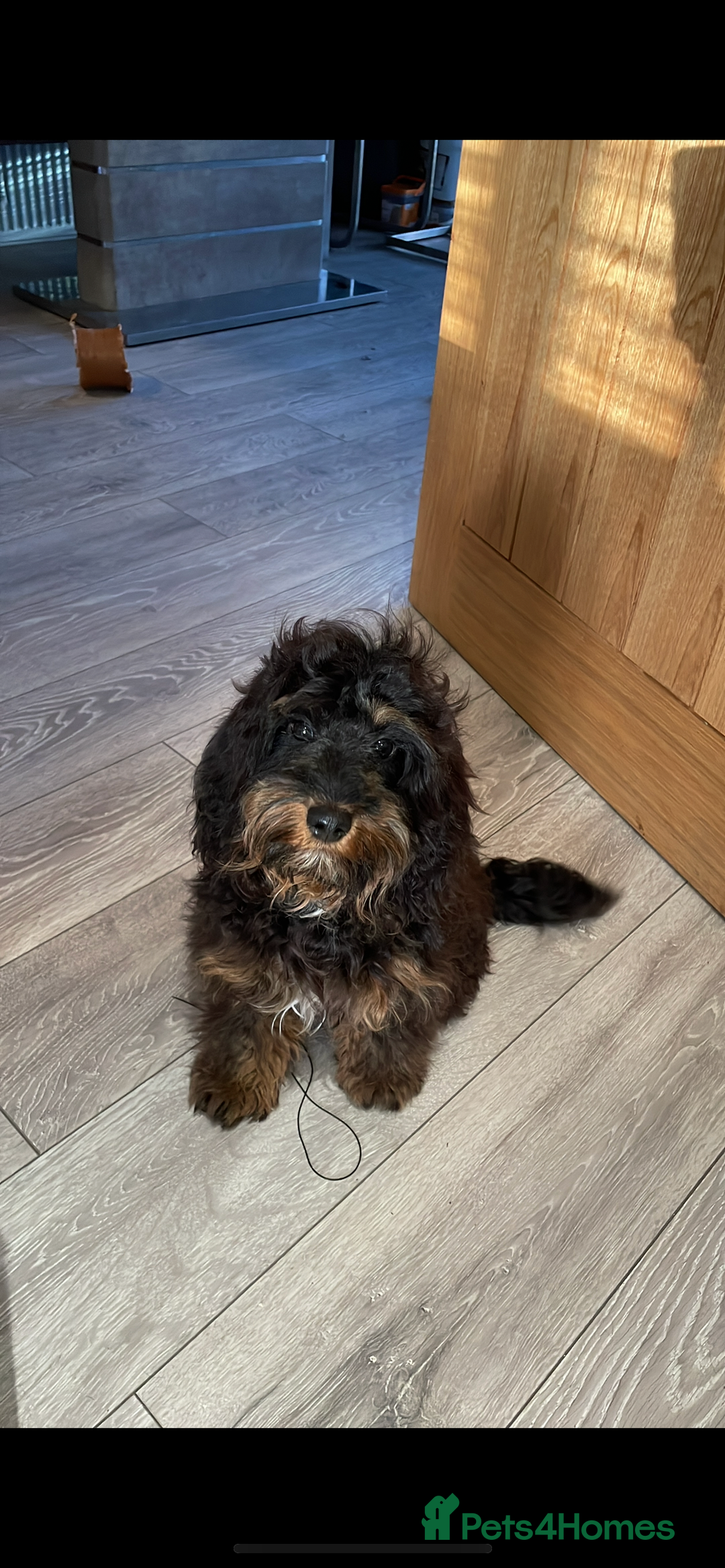 Cockapoo dogs for sale: F1b Toy Cockapoo puppy - Advert 27