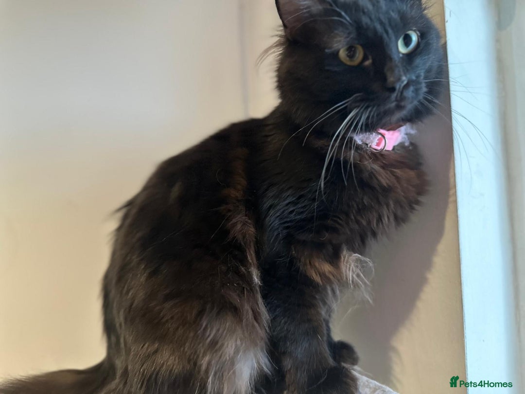 British Longhair cats for sale: British long hair + Turkish Angora - Image 16