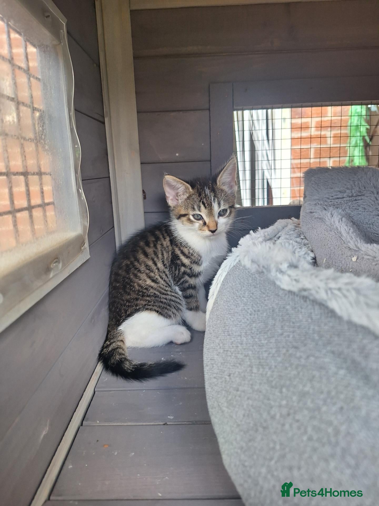 Bengal cats Bengal mix babies ***last boy*** - Advert 2