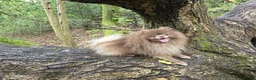 Pomeranian dogs for sale: KC Young Adult Male and Female six mo - Advert 15
