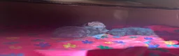 Mixed Breed cats for sale: 5 beautiful kittens with tabby markings - Advert 5