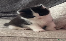 British Longhair cats for sale: Ragdoll x British long haired (calico) kittens - Image 6