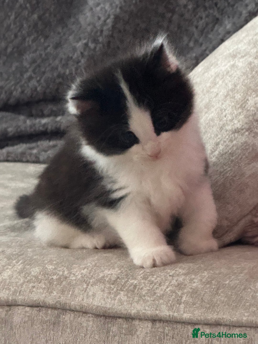 British Longhair cats for sale: Ragdoll x British long haired (calico) kittens - Image 6