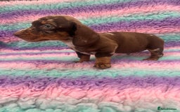 Miniature Dachshund dogs for sale: Miniature Dachshund Boys and Girls From £700 - Image 7