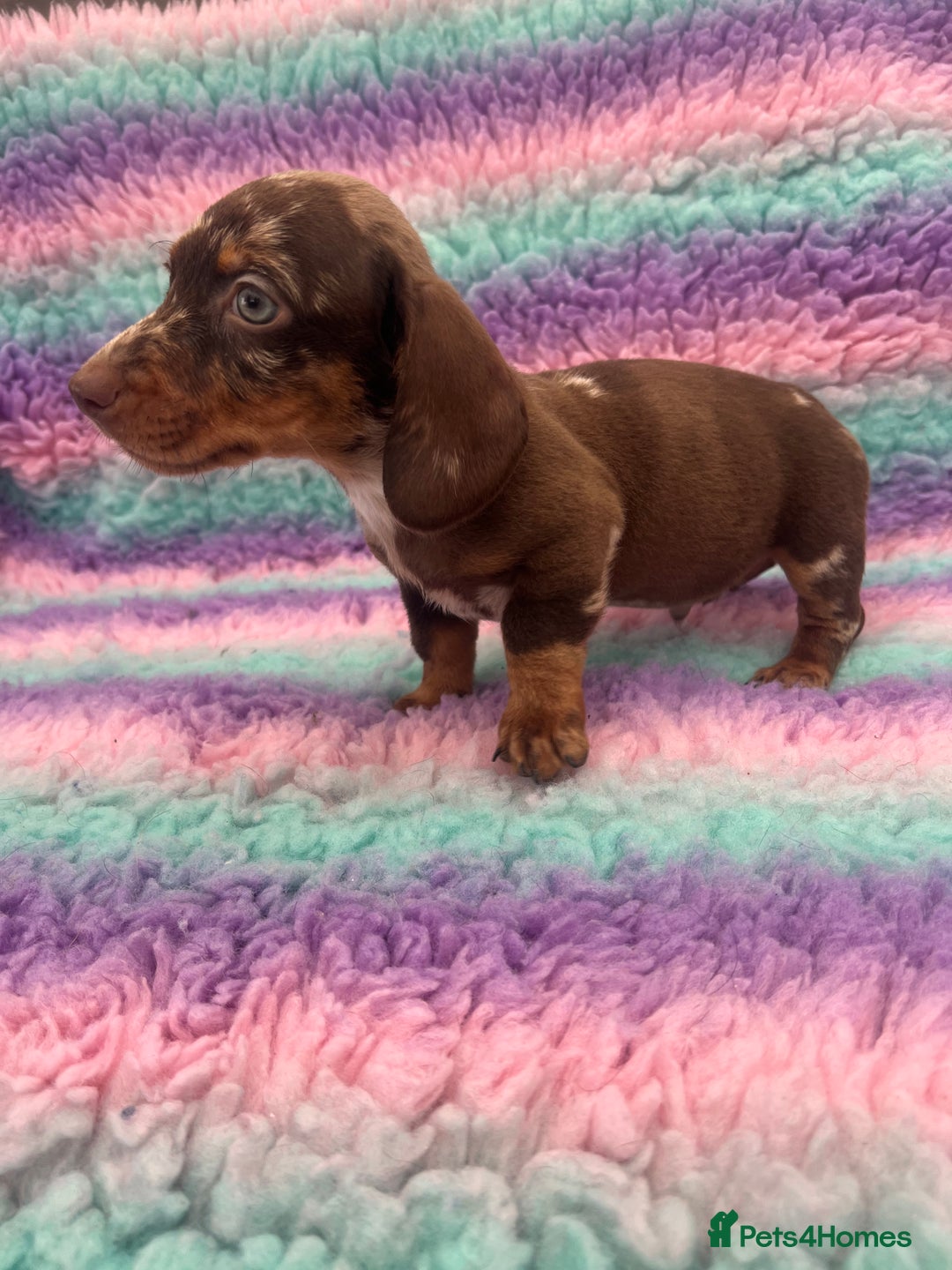 Miniature Dachshund dogs for sale: Miniature Dachshund Boys and Girls From £700 - Image 7