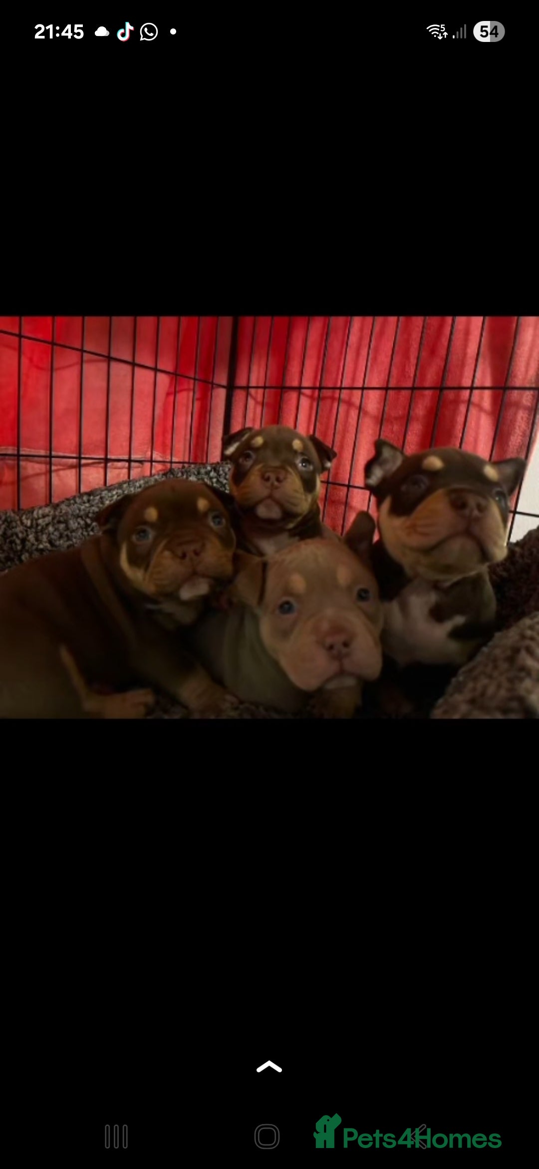 American Bully dogs for sale: ABKC best bloodline Ready to go Pocket Bully  - Advert 3