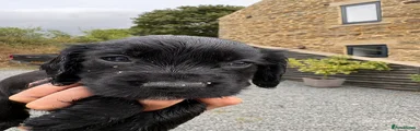 Cocker Spaniel 3
