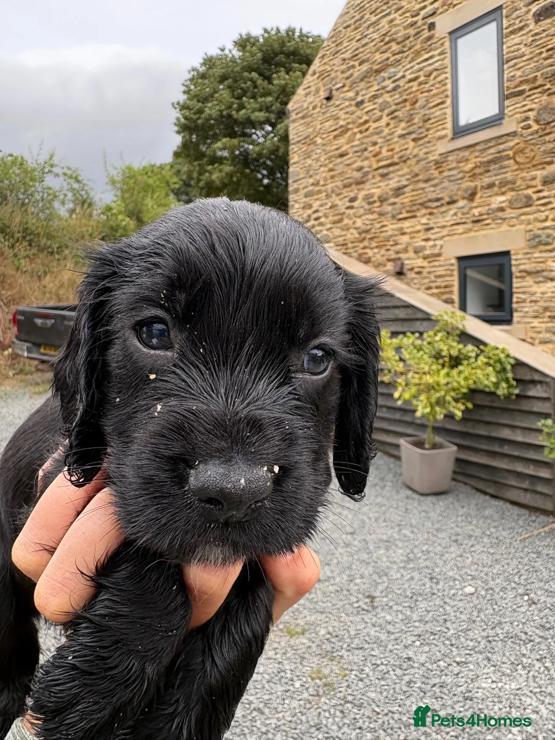 Cocker Spaniel dogs for sale: OFTW Sired KC Registered Cocker Spaniel Puppies - Advert 2