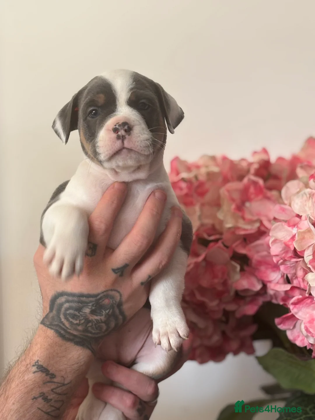 Mixed Breed dogs for sale: Beautiful litter  - Advert 2