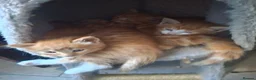 Mixed Breed cats for sale: Beautiful Litter: 4 Maine Coon X Ginger Toms - Advert 8