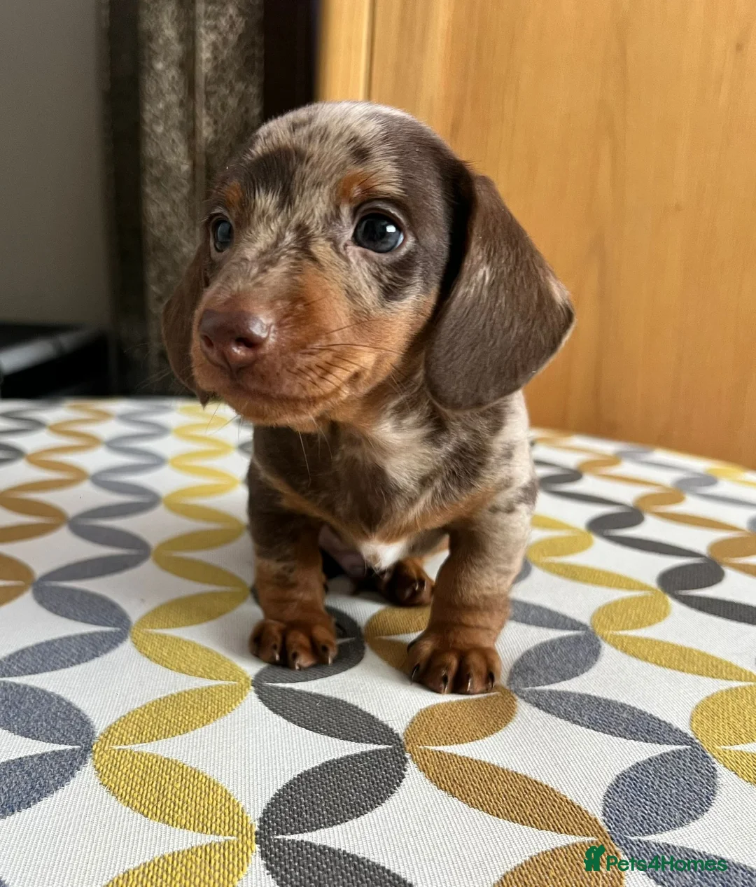 Miniature Dachshund dogs for sale: Stunning short-hair dapple male  - Advert 9