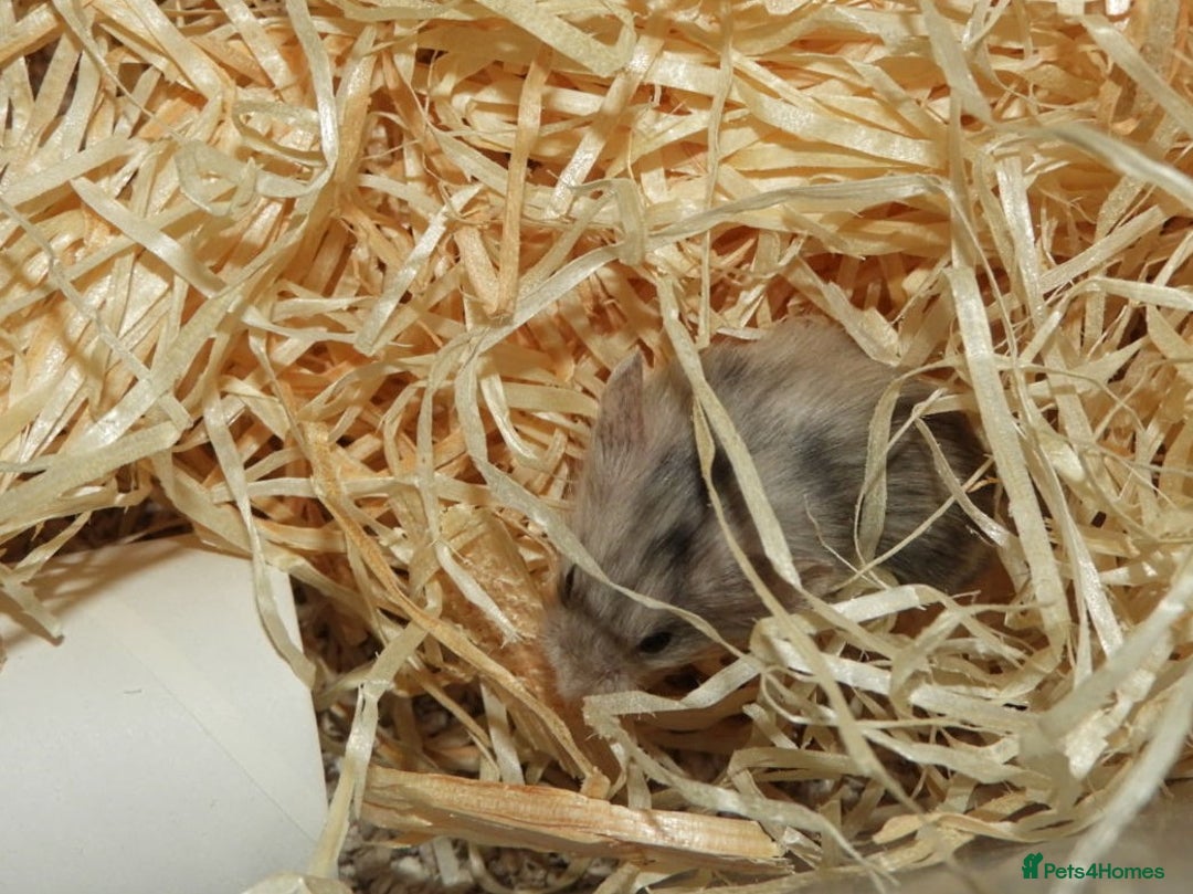 Mouse rodents for sale: Satin, long and short haired varieties  - Image 5